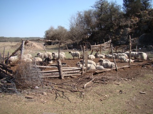 Corral de ovejas